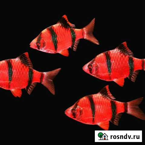 Барбус красный гло фиш Барыш - изображение 1