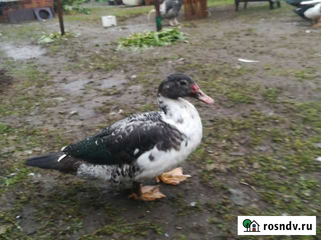 Идоуточки на племя и на мясо Сурок - изображение 1