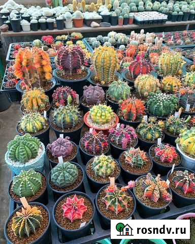 Эксклюзивные кактусы. Уход за цветами Москва - изображение 1
