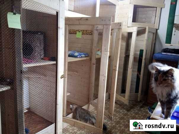 Гостиница для кошек Лабытнанги - изображение 1