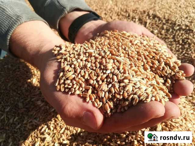 Зерно в мешках Тамбов - изображение 1