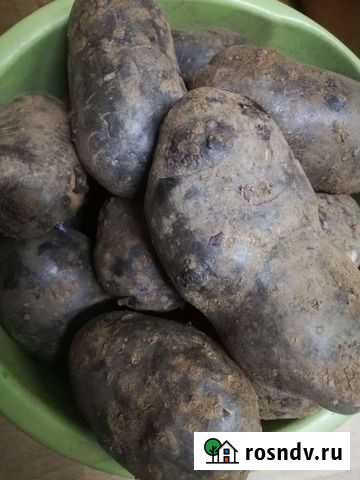 Продам картфель Алдан - изображение 1