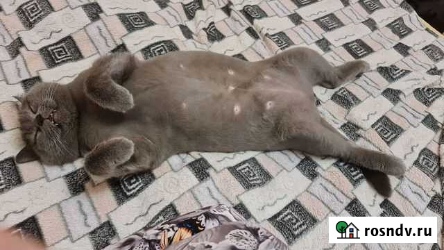 Передержка животных на время отпуска Петропавловск-Камчатский - изображение 1