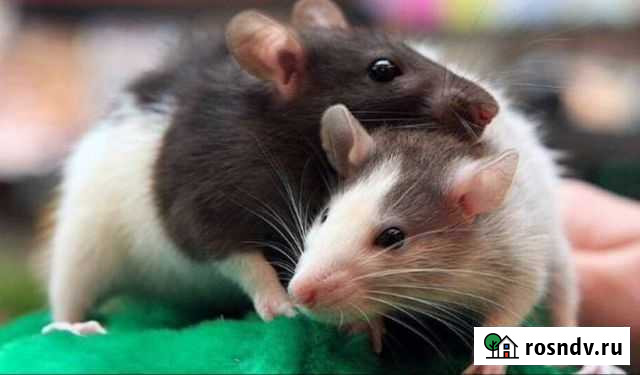 Декоративная крыса Хабаровск - изображение 1