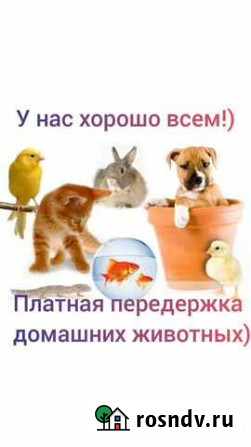 Передержка животных Череповец - изображение 1