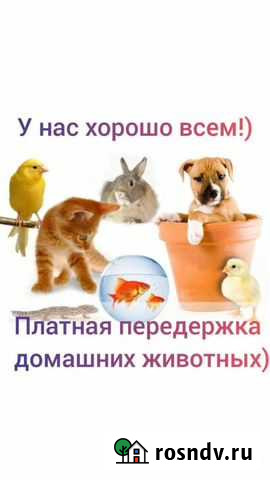 Передержка животных Череповец - изображение 1