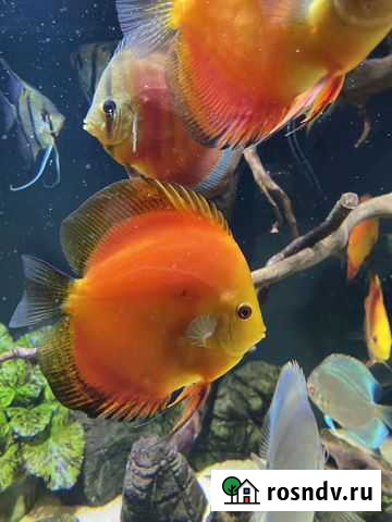 Дискусы рэд мелон Омск - изображение 1