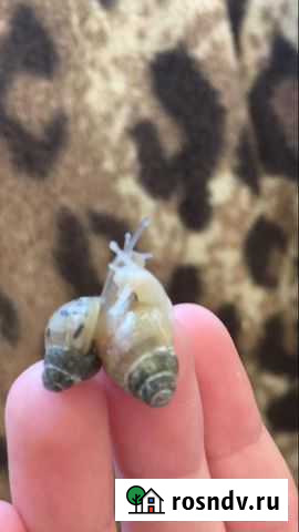 Улитки ахатины Азов - изображение 1