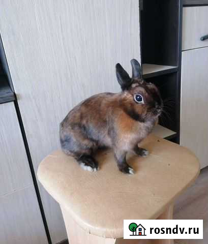 Продам карликовая крольчиха Челябинск - изображение 1