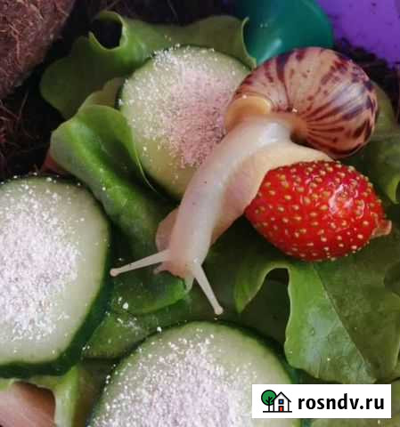 Улитки в добрые руки Верхняя Салда - изображение 1