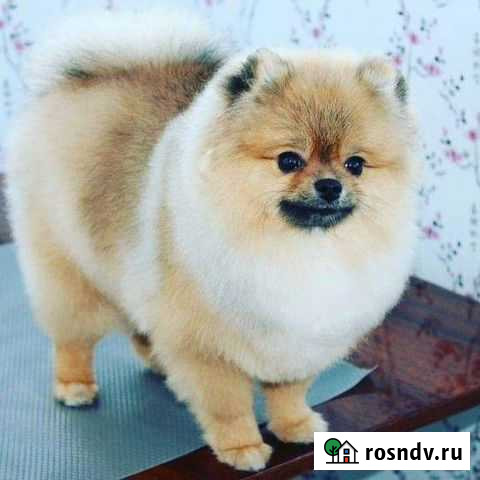Стрижка собак и кошек Тольятти - изображение 1