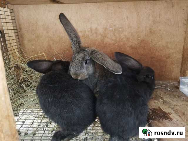 Французские Бараны Рузаевка - изображение 1