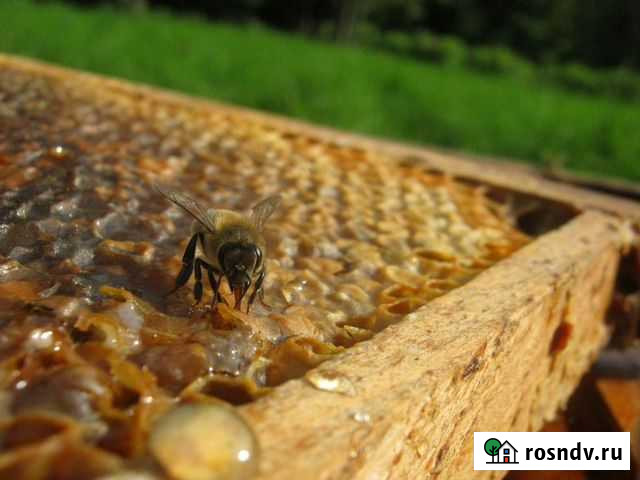 Пчелы, Ульи, продам Гурьевск - изображение 1