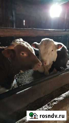 Говядина Самара - изображение 1