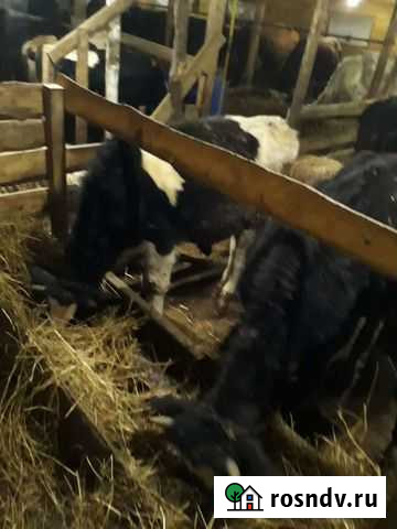 Бык Ростов - изображение 1