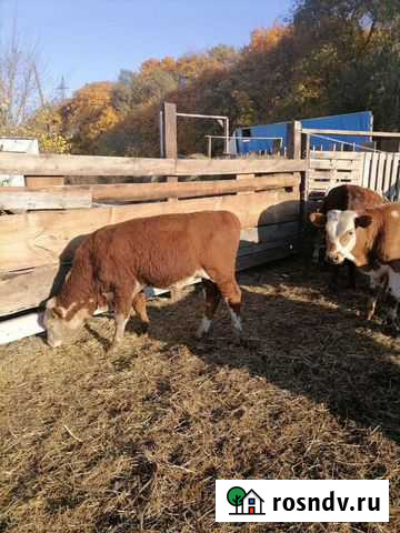 К Р С Калач - изображение 1