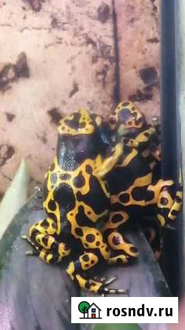 Лягушка дереволазающая Сосновоборск - изображение 1