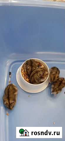 Продам хомячков Комсомольск-на-Амуре - изображение 1