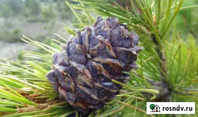 Лицензия на экспорт кедрового ореха Абакан - изображение 1