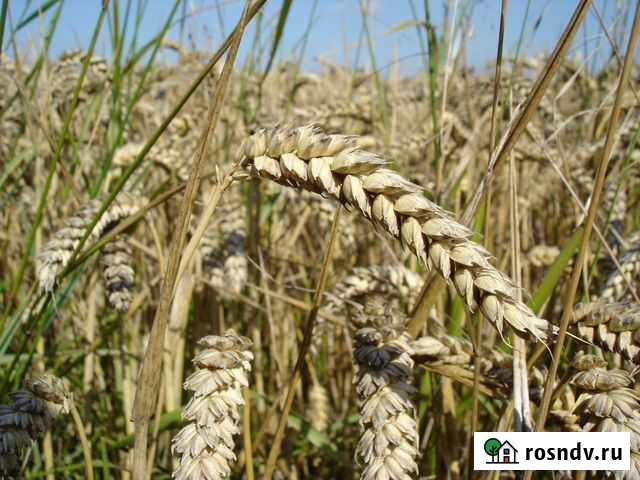 Зерно Комбикорм Сено Солома Доставка Бесплатно Топки - изображение 1