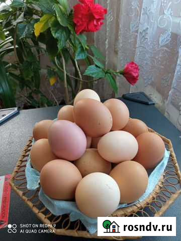 Домашние куриные яйца Шахты - изображение 1