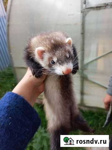 Хорек Нижний Новгород - изображение 1