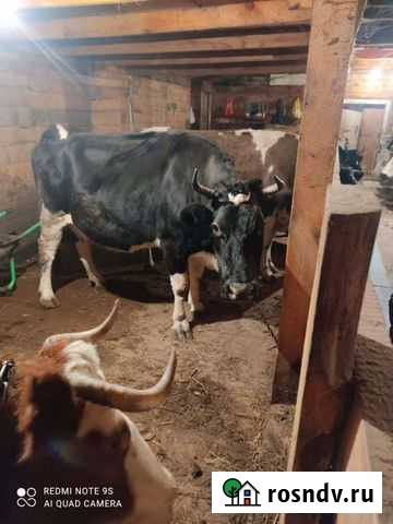 Продам коров Толмачево - изображение 1
