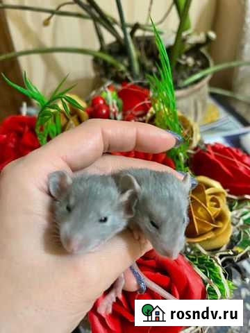 Крыски дамбо Брянск - изображение 1