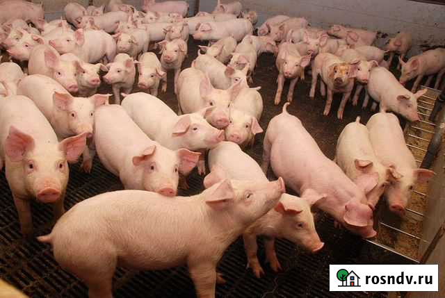 Поросята на откорм (Гатчинский р-н) Елизаветино - изображение 1