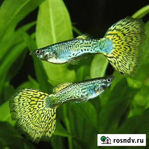 Гиппи кобра зеленая и разные Владимир - изображение 1