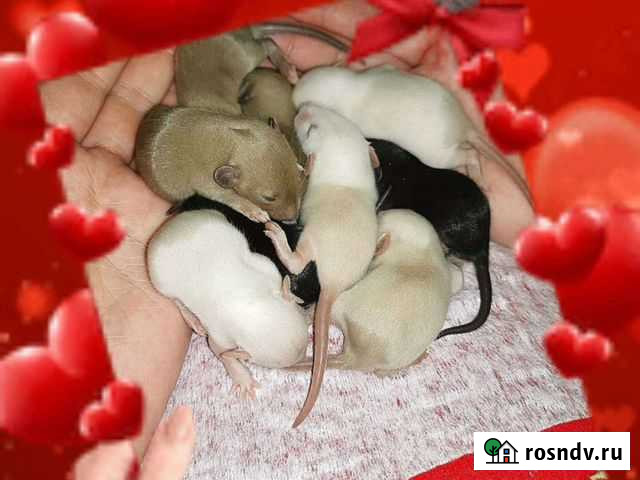 Дамбо редких окрасов бронь Санкт-Петербург - изображение 1