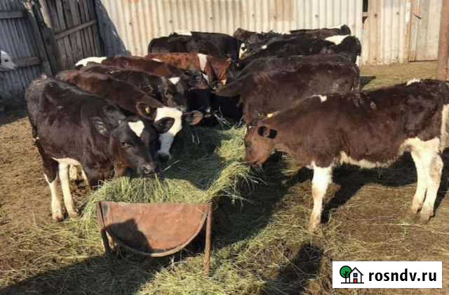 Бычки до 4х месяцев Волгодонск - изображение 1