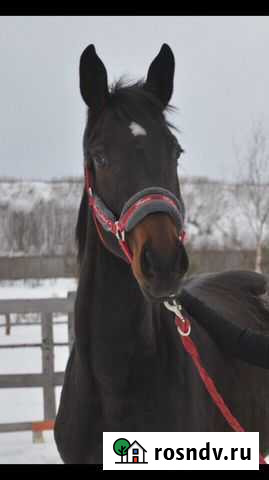 Конный спорт Кохма - изображение 1