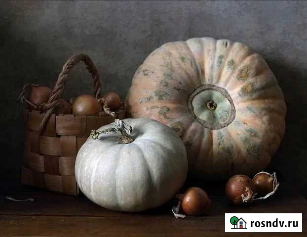 Тыква Волжский - изображение 1