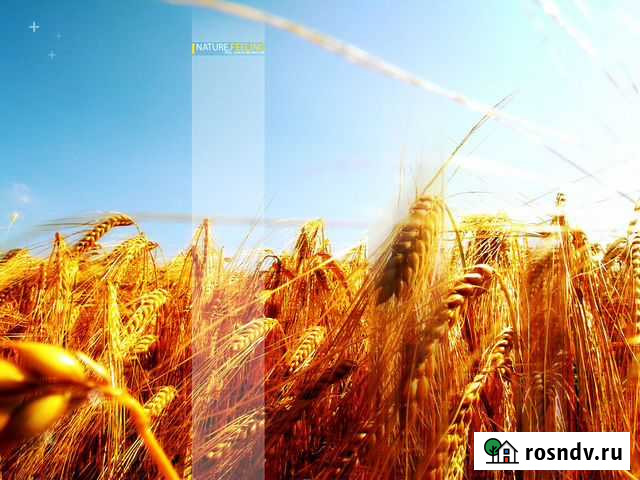 Пшеница Бугуруслан - изображение 1