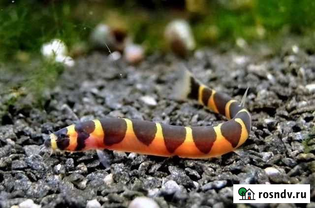 Акантофтальмус Благовещенск - изображение 1