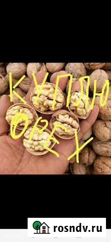 Грецкий орех Новошахтинск - изображение 1