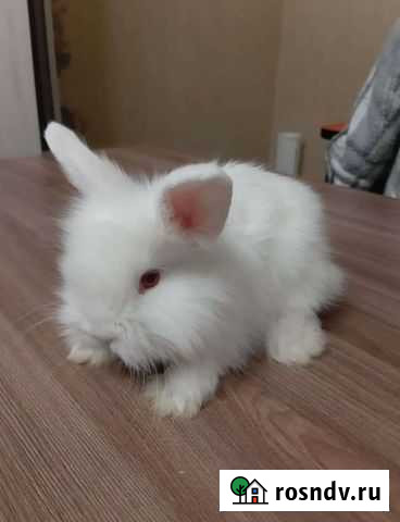 Кролики пуховые декоративные Коломна - изображение 1