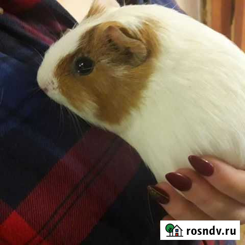 Морская свинка Пермь - изображение 1