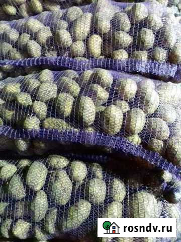 Продам картофель Динская - изображение 1