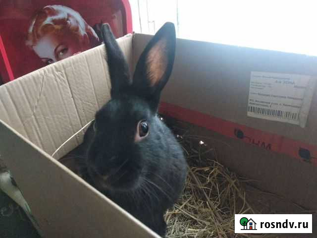 Декоративный кролик для случки (цветной карлик) Ростов-на-Дону - изображение 1