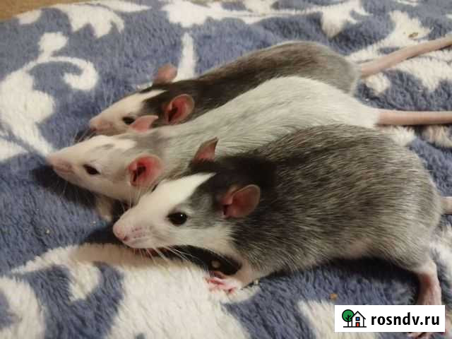 Крыса Тамбов - изображение 1
