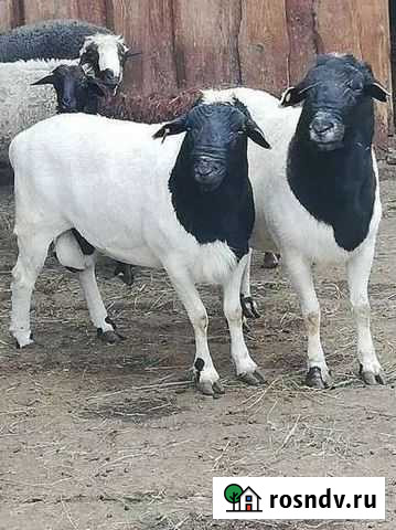 Баран на племя Михайловка - изображение 1