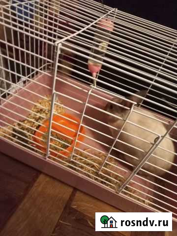 Кролик с клеткой Казань - изображение 1