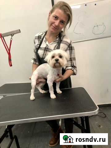 Груминг. Стрижка собак и кошек) Химки Химки - изображение 1