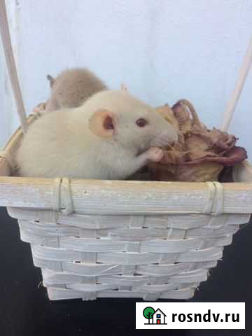 Крысята декоративные Томск - изображение 1