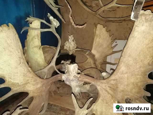 Рога лося Елизово - изображение 1