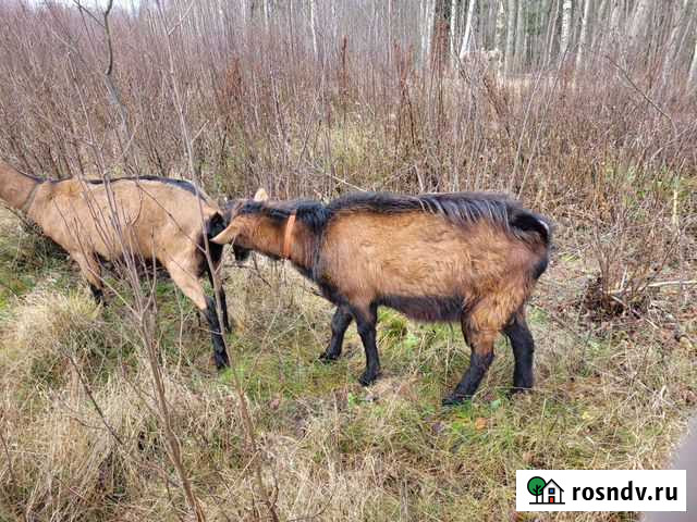 Чешско- альпийский козел, 1год 7 месяцев Сосново - изображение 1