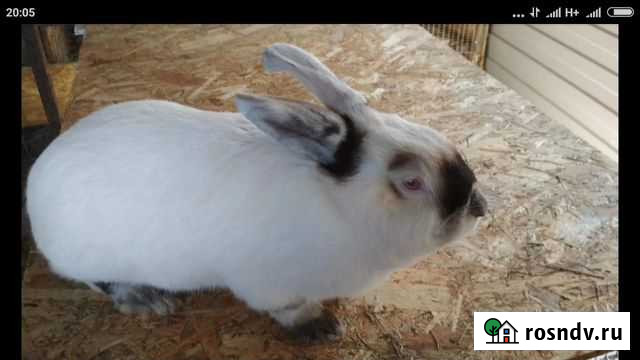 Кролики чистокровные Новошахтинск - изображение 1