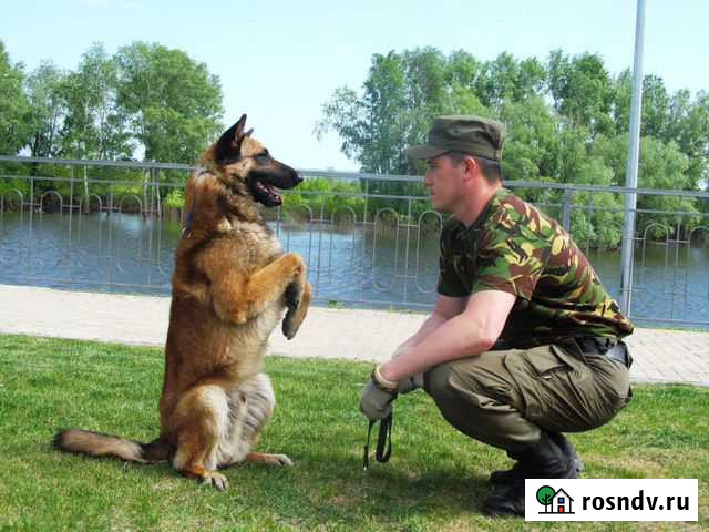 Дрессировка собак Тюмень - изображение 1